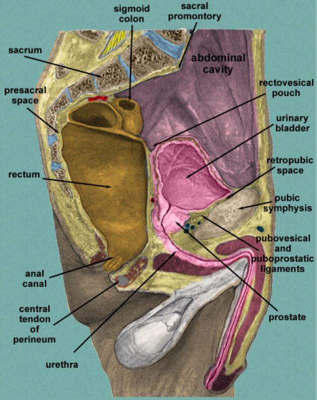 Male Pelvis