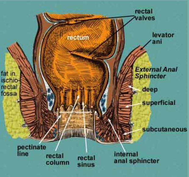 Rectum and Anal Canal